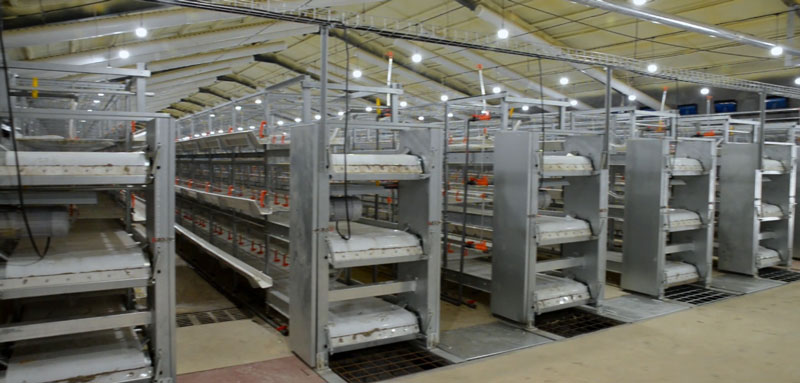 華全官網丨保供電，守安全！華全1000千瓦發電機組助力養殖企業高質量發展